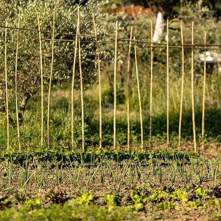 Lapievuccia *